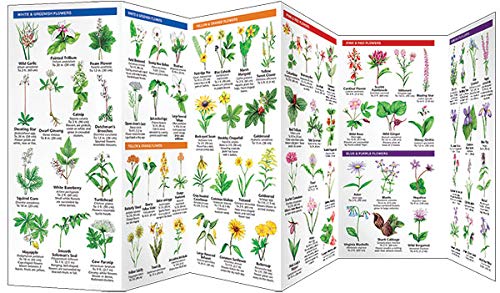 Ohio Trees & Wildflowers: A Folding Pocket Guide to Familiar Plants