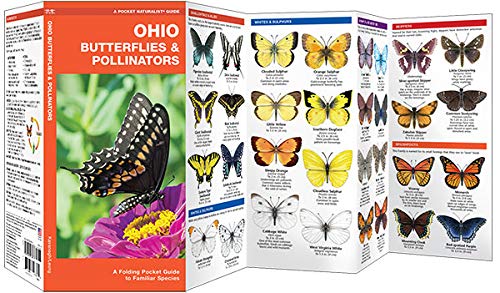Ohio Butterflies & Pollinators: A Folding Pocket Guide to Familiar Species