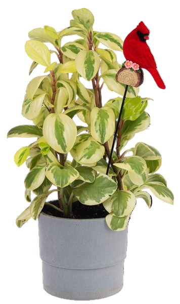 Cheerful Cardinal Plant Picks